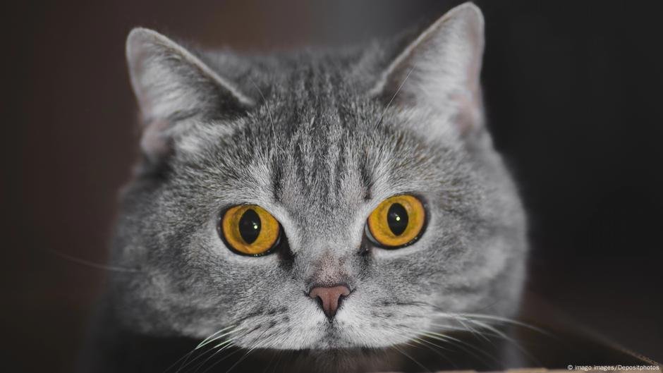 Fast-16-Millionen-interne-Katzen-leben-in-Deutschland-DW.jpg